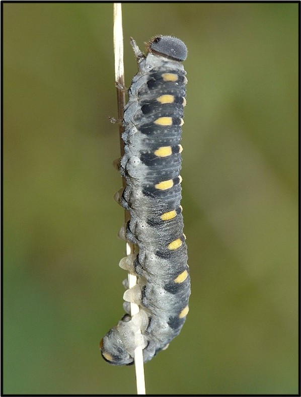 Mi aiutate....?? Larva di Cimbicidae